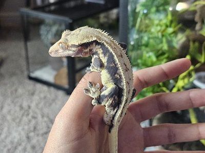 Male crested gecko