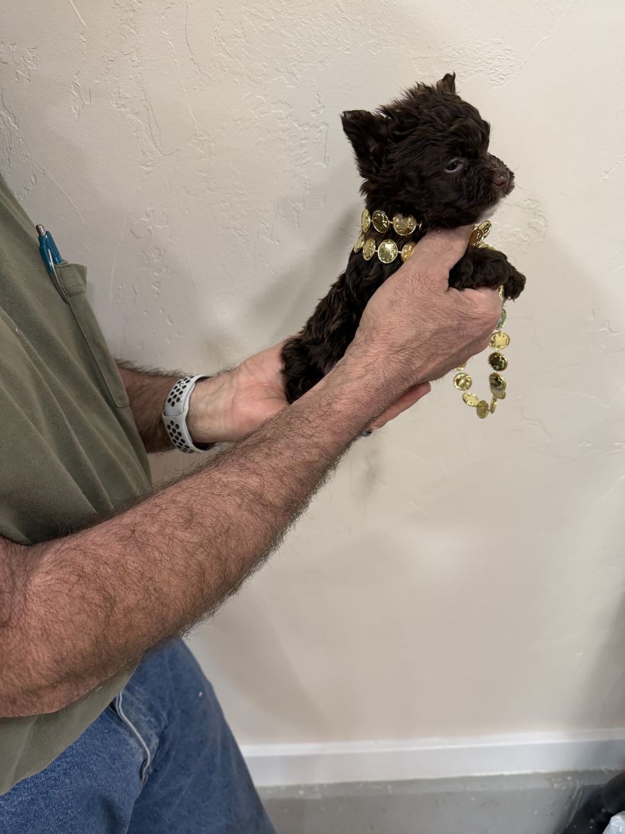 Yorkie-chocolate boy