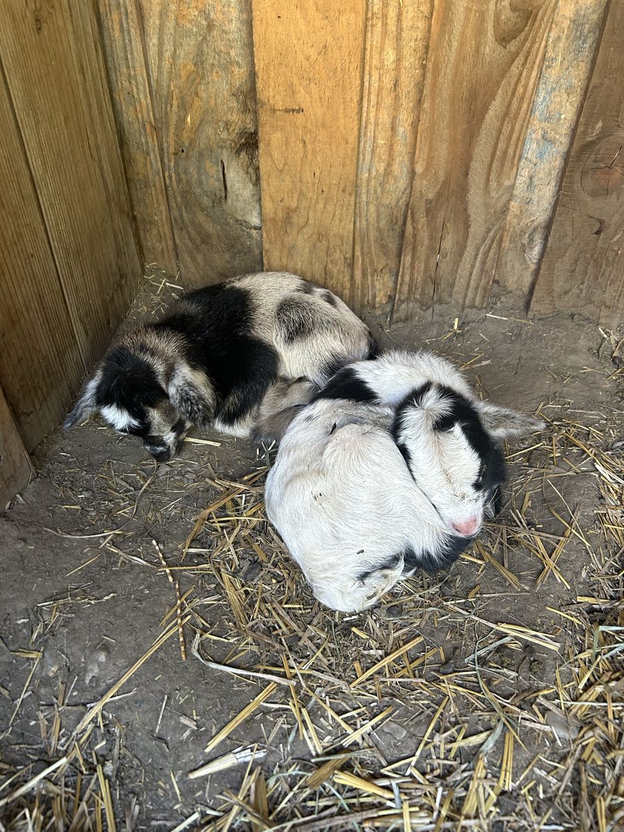 Nigerian Dwarf Doe and Doelings