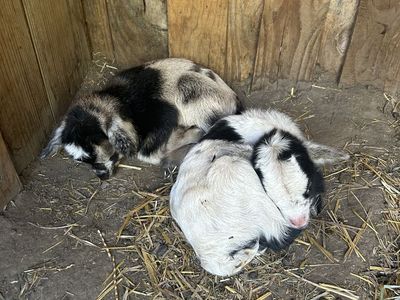 Nigerian Dwarf Doe and Doelings