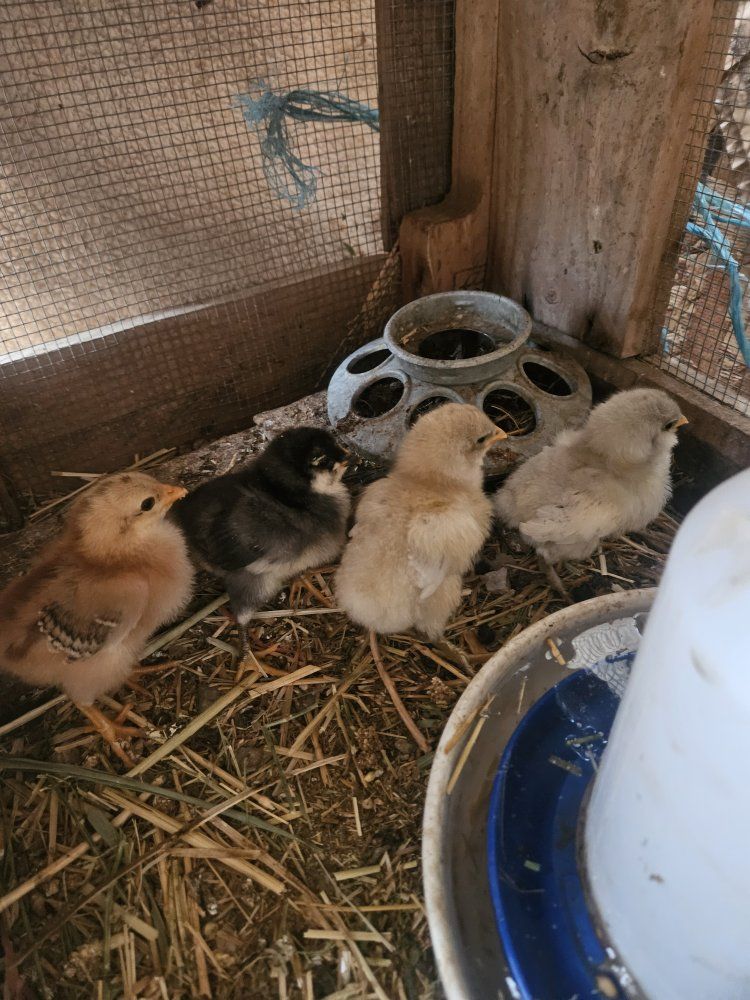 Straight run barn yard mix chicks