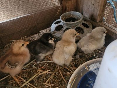 Straight run barn yard mix chicks