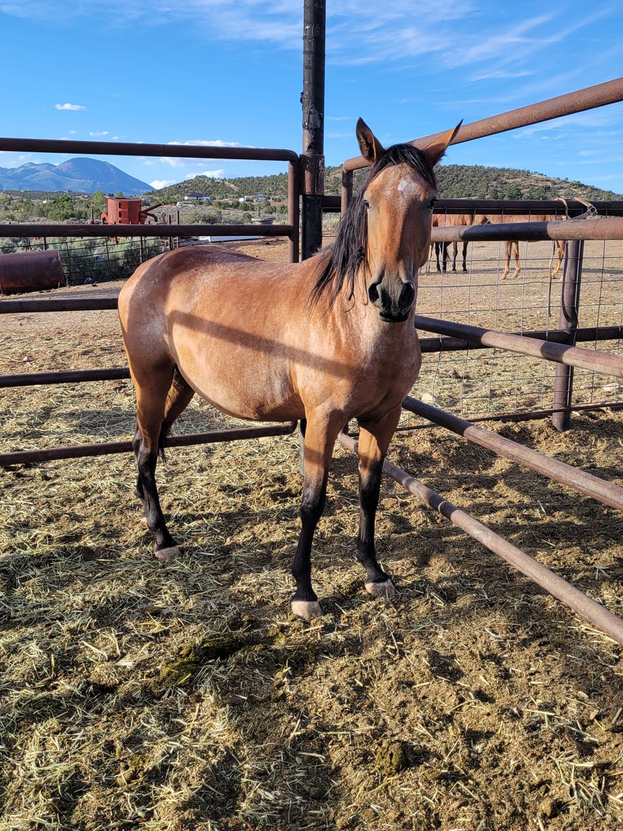 Bred mare