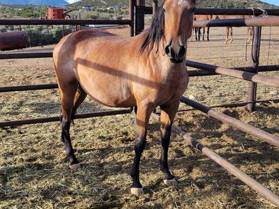 Bred mare