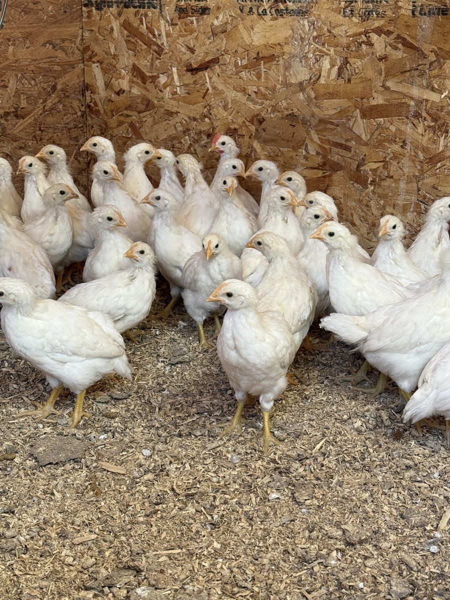 Coop Ready Amber Sexlink