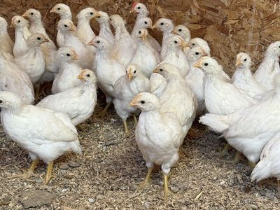 Coop Ready Amber Sexlink