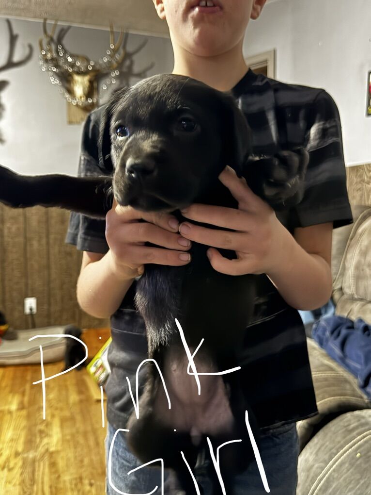 Purebred Black Lab Puppies