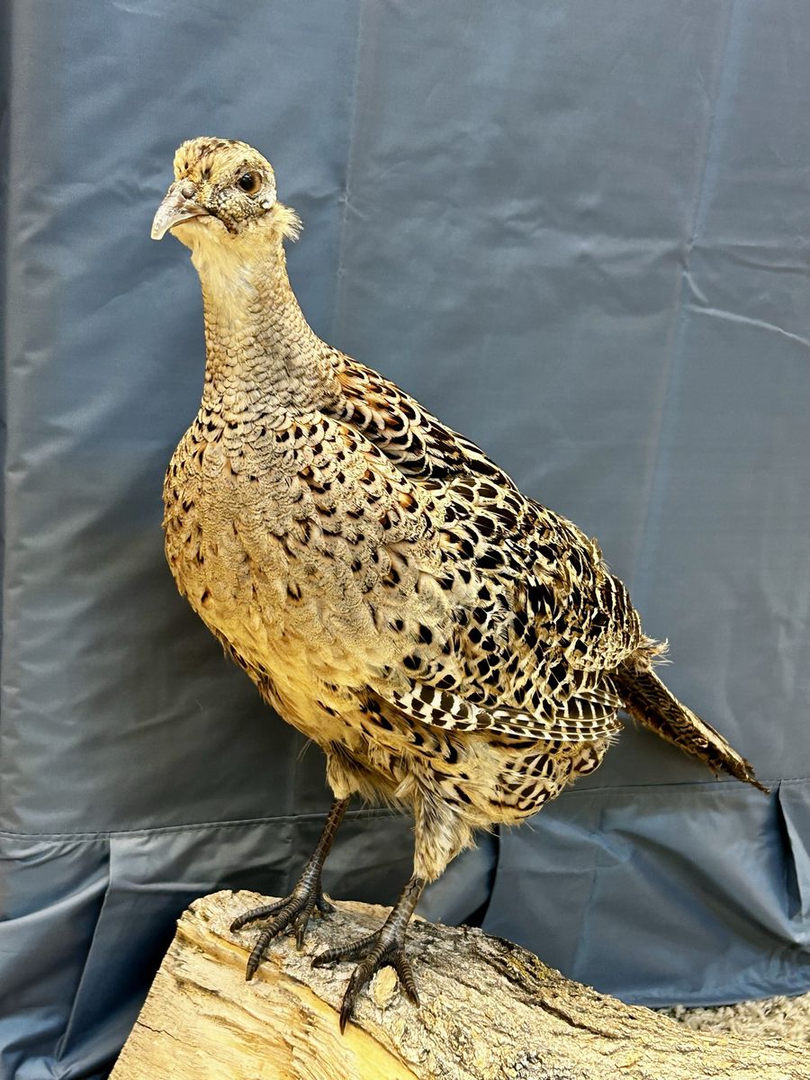 Taxidermy Ring Necked Pheasant Hen Mount on Natural Log Driftwood