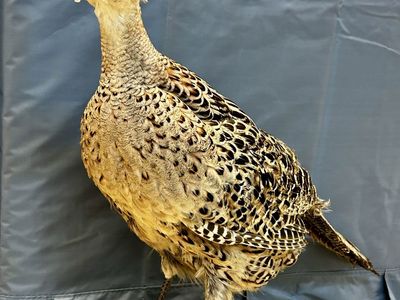 Taxidermy Ring Necked Pheasant Hen Mount on Natural Log Driftwood