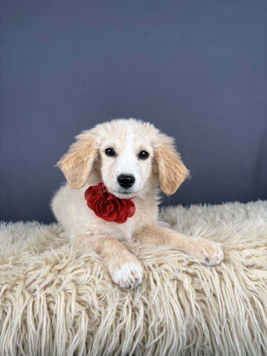 Liberty – Flat Coat Golden Doodle (Female)