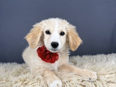 Liberty – Flat Coat Golden Doodle (Female)