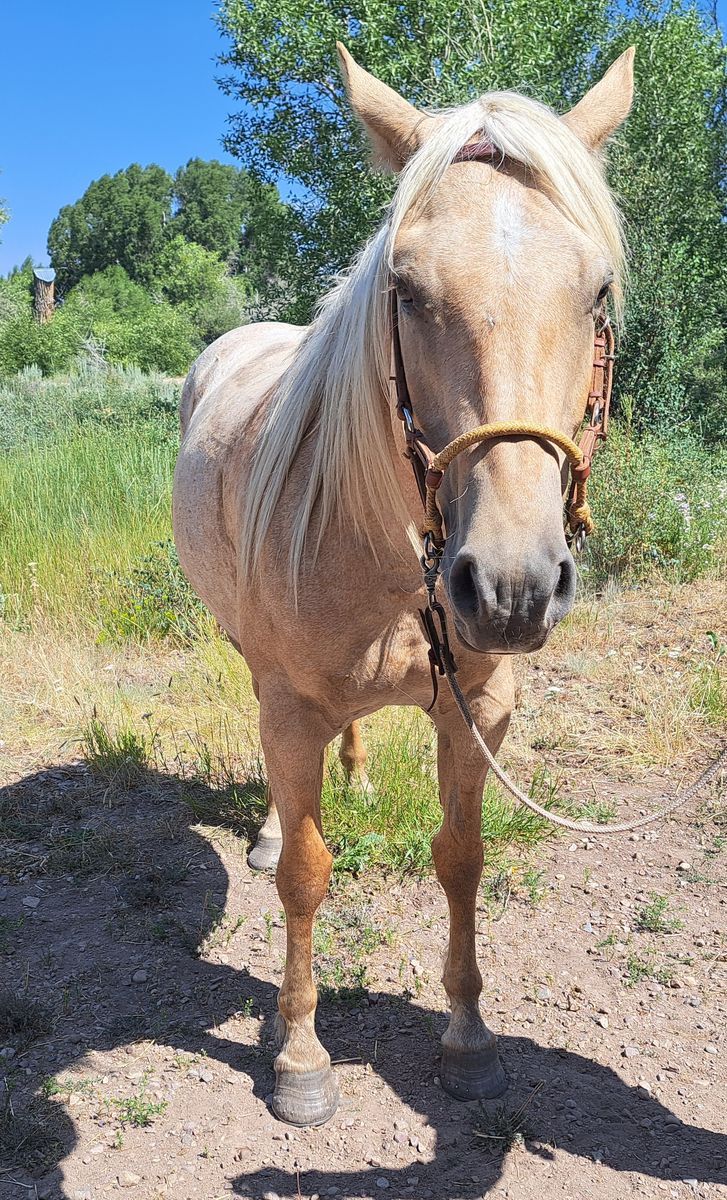 2019 Palomino Mare