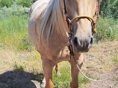 2019 Palomino Mare