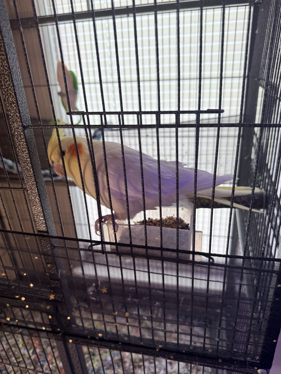 Cockatiel and cage