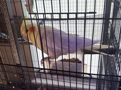 Cockatiel and cage