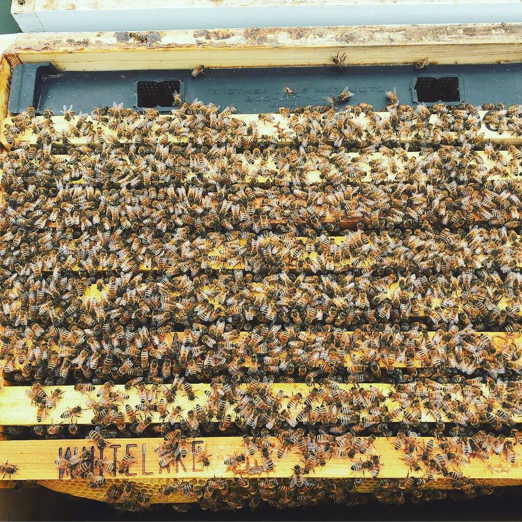 3 Pound Package Honey Bees
