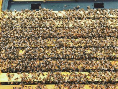 3 Pound Package Honey Bees