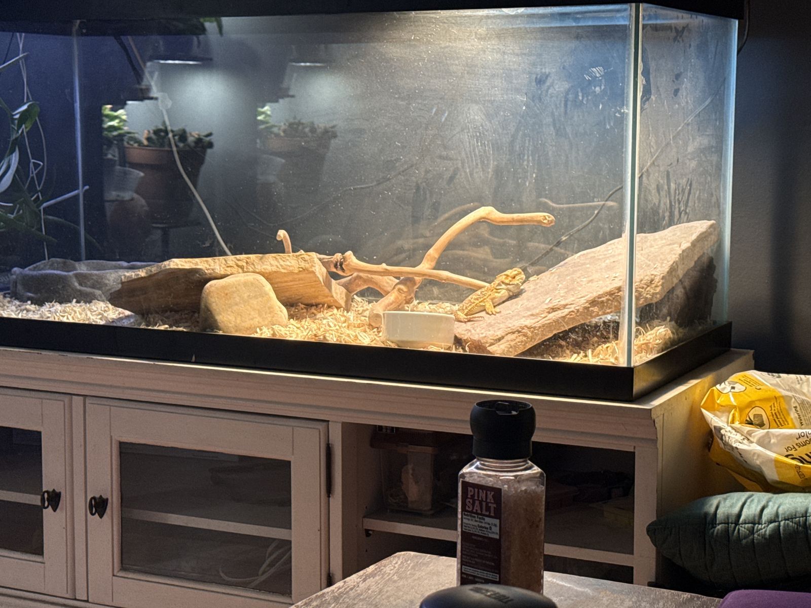 Bearded Dragon With Tank & Lights $200