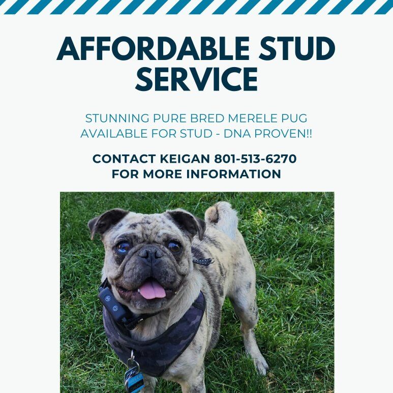 Pug Stud Service