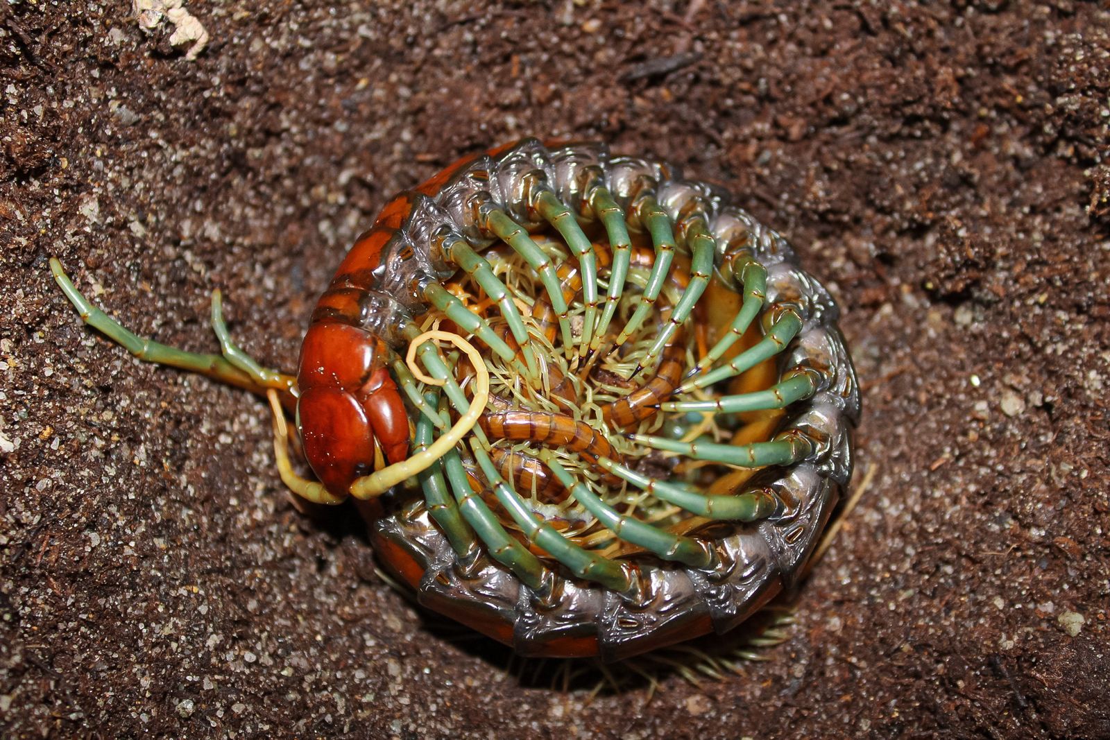 Tarantulas, Centipedes, Scorpions