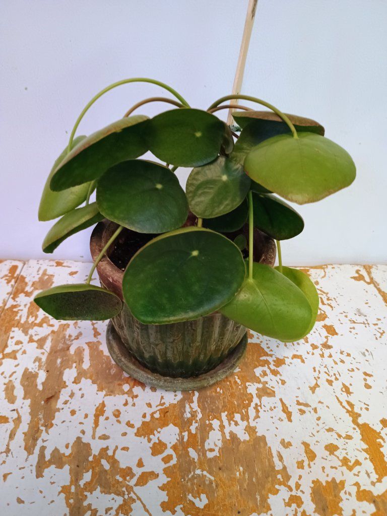 Large Chinese money plant. 6" ceramic pot.
