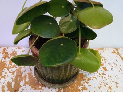 Large Chinese money plant. 6" ceramic pot.