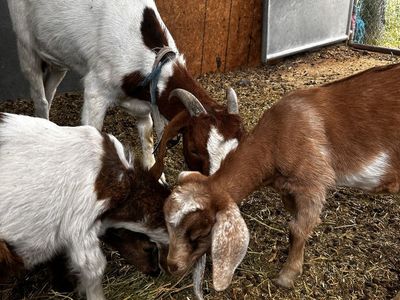 4 goats