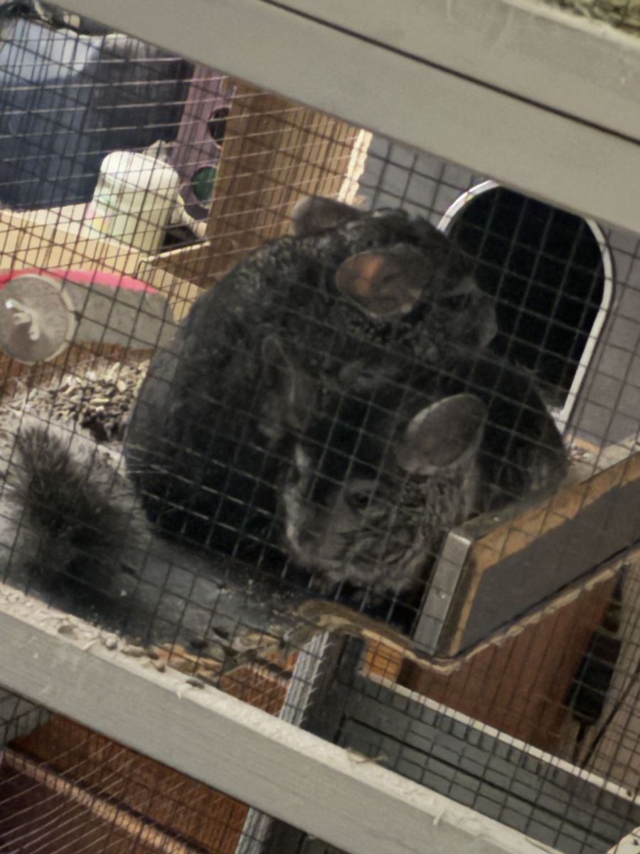 Chinchillas