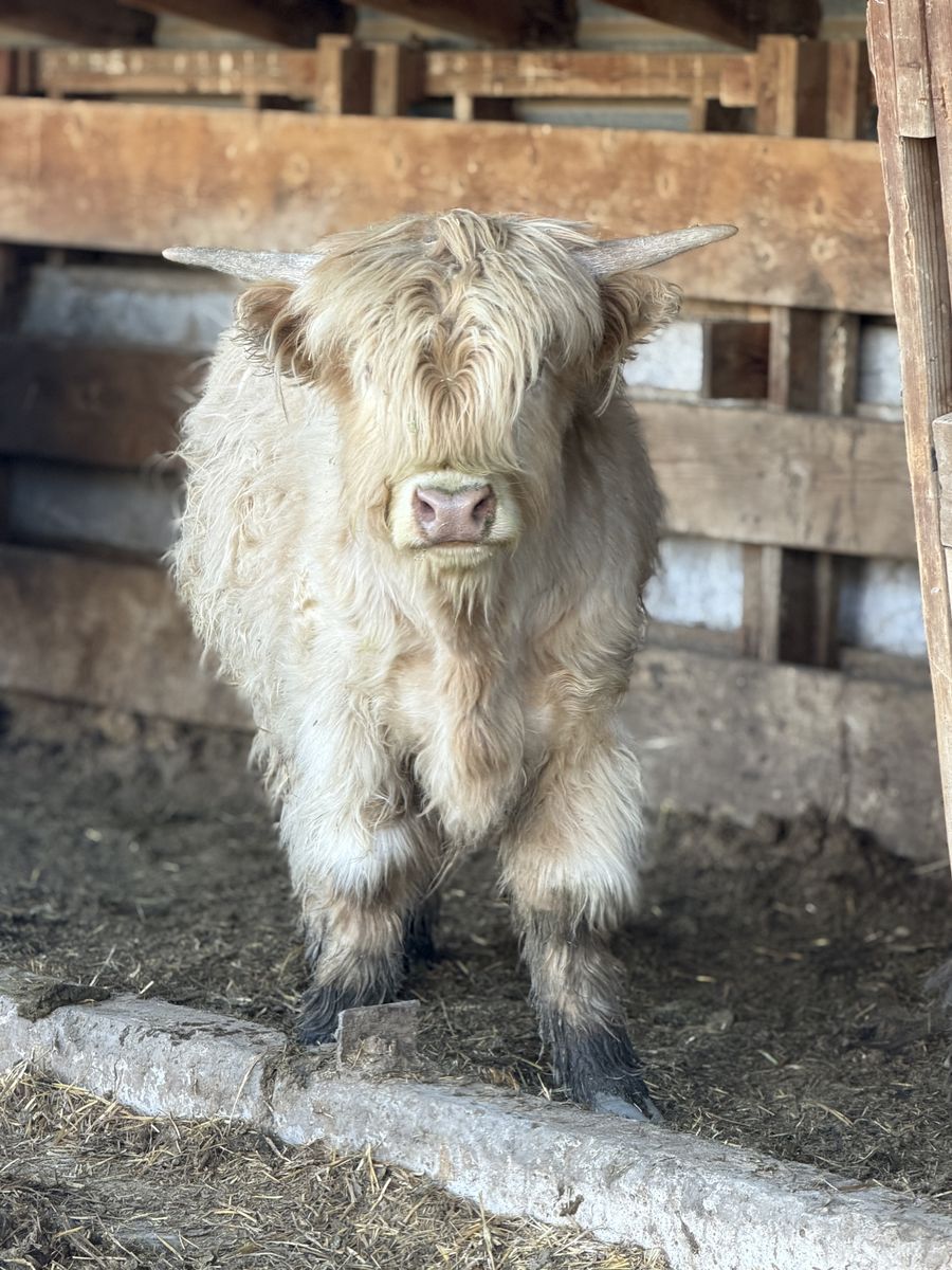 Yearling White / Blonde Highland Bull