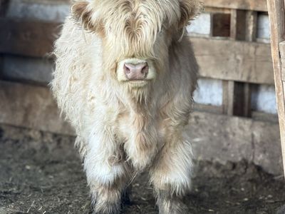 Yearling White / Blonde Highland Bull