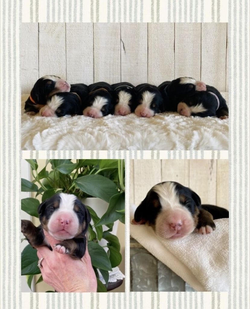 AKC Bernese Mountain Dog Puppies