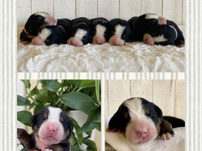 AKC Bernese Mountain Dog Puppies