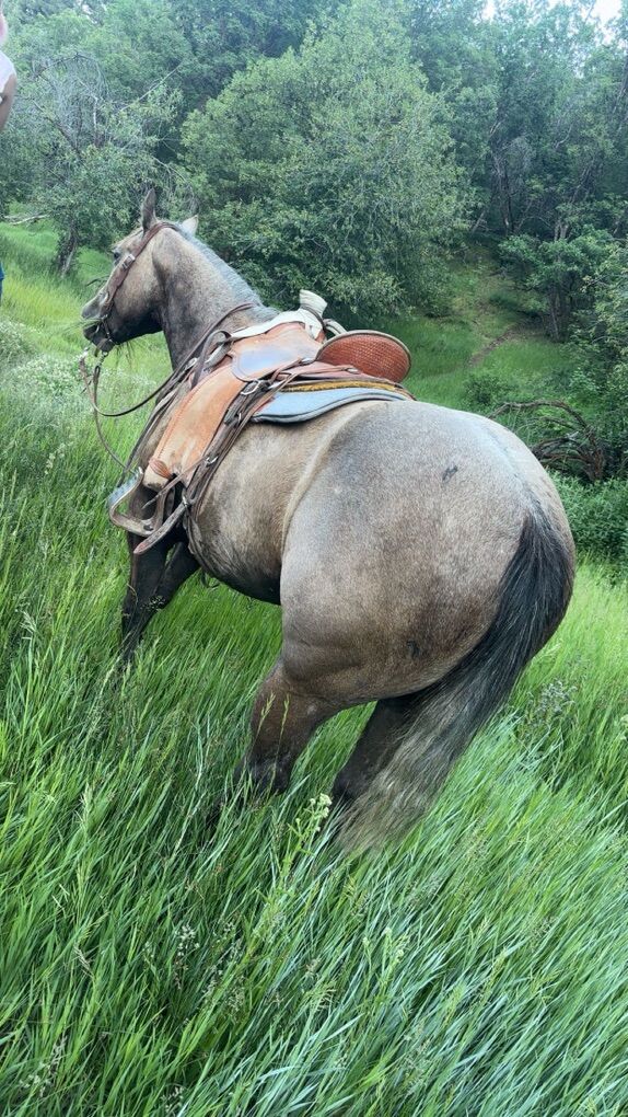 Coming 5 Year Old Grade Mare