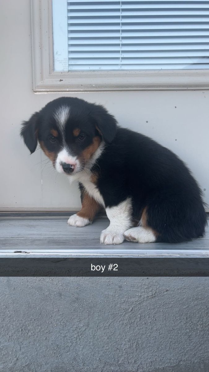 Corgi -Aussie puppies