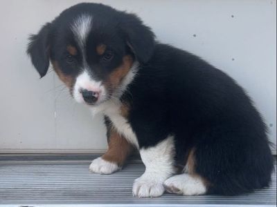 Corgi -Aussie puppies