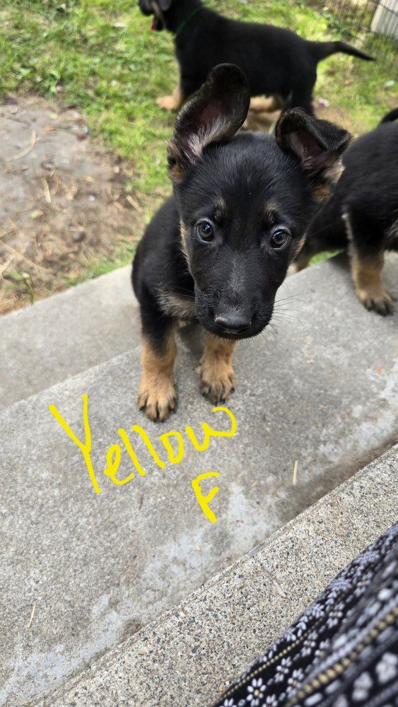 Purebred German Shepherd Puppies 