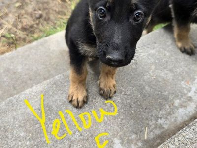 Purebred German Shepherd Puppies