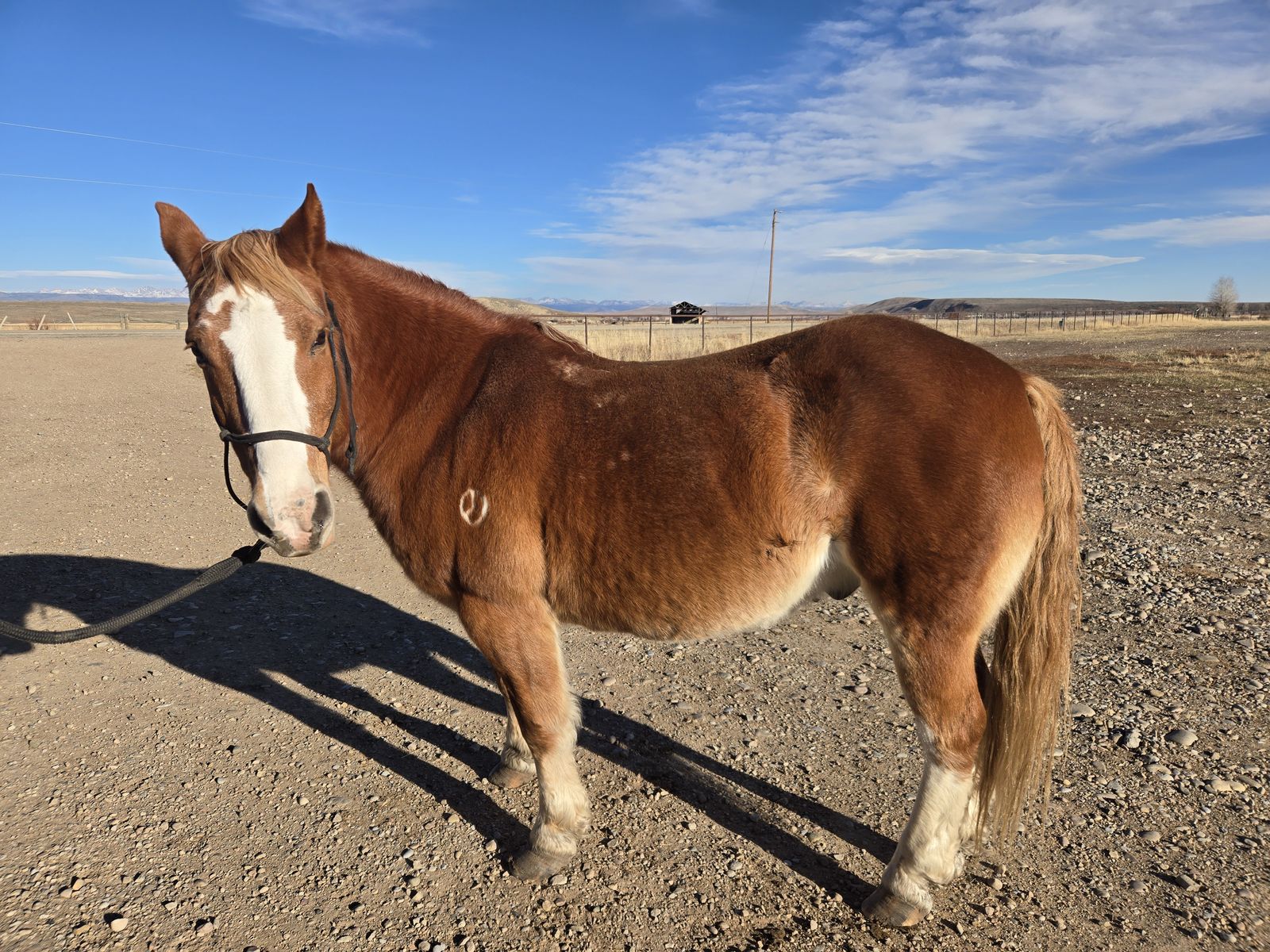 Halflinger Cross Gelding