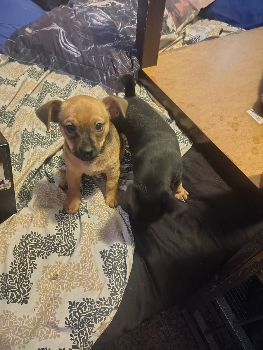 Chihuahua Minpin. 2 months old.