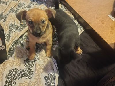 Chihuahua Minpin. 2 months old.