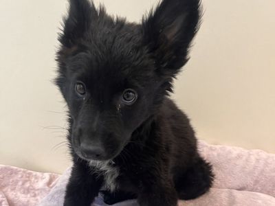 Hello my name is Lady Floof