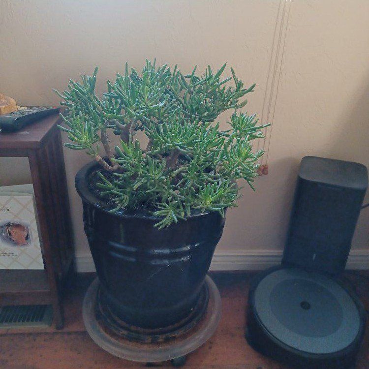Jade Plant in Large Black Ceramic Pot
