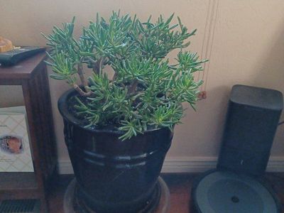 Jade Plant in Large Black Ceramic Pot