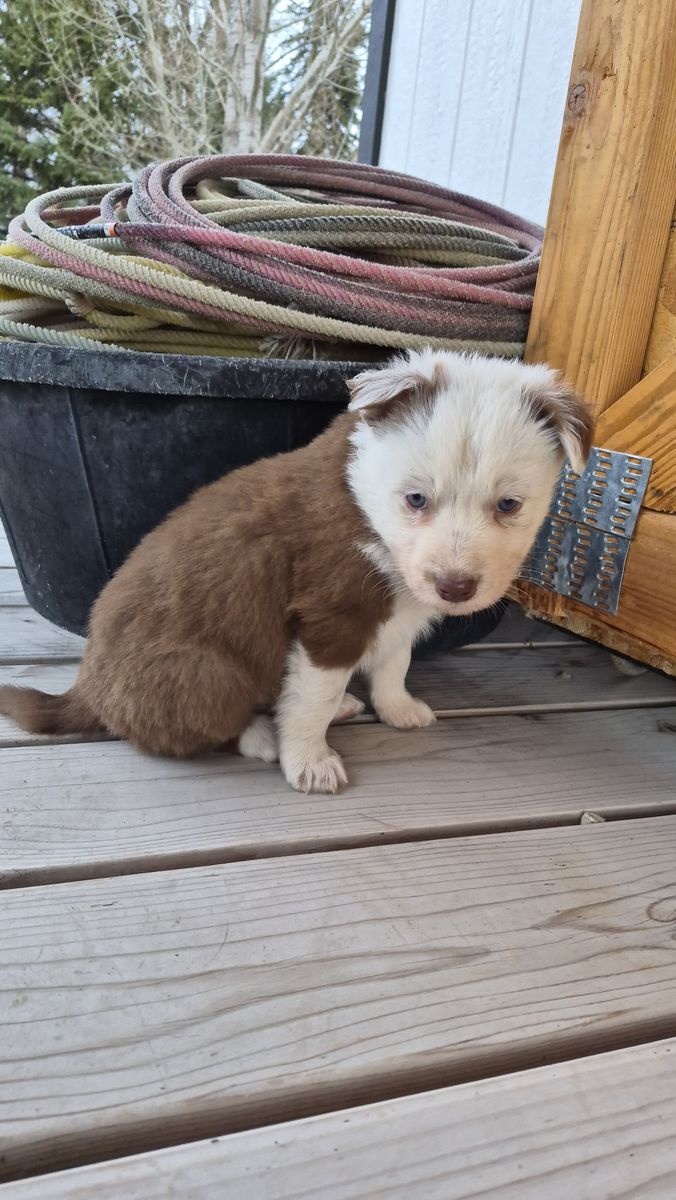 Idaho Shags Available Now