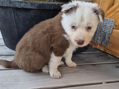 Idaho Shags Available Now