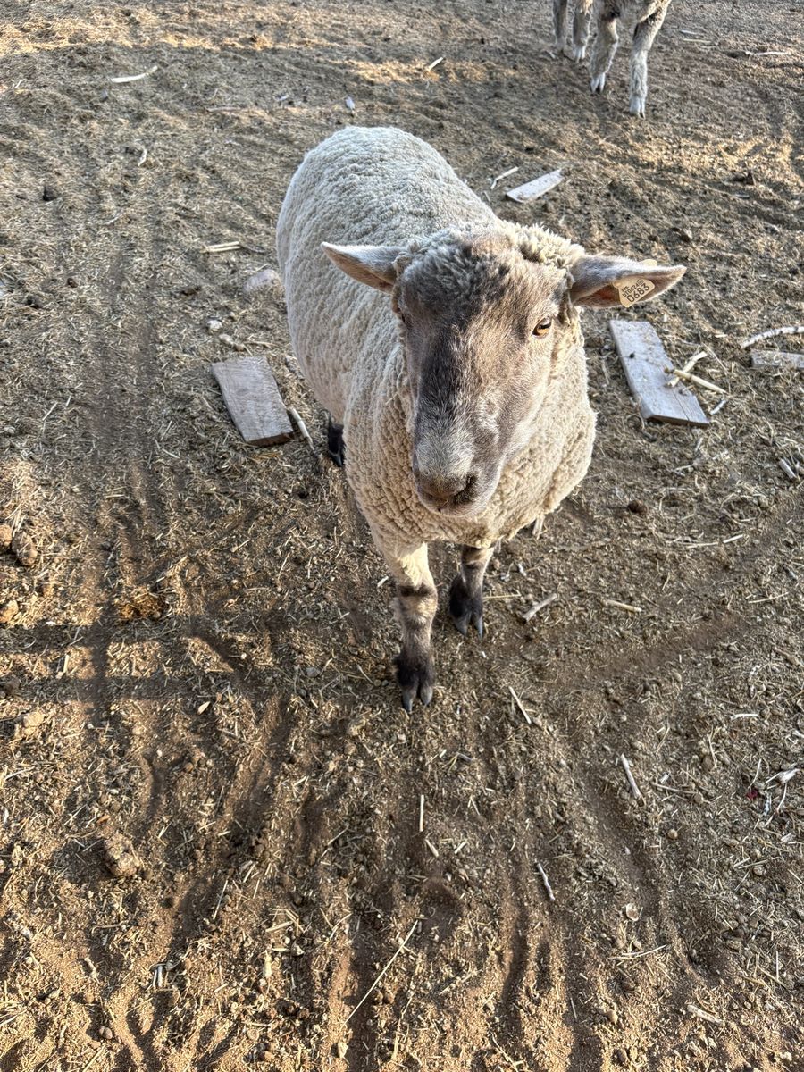 Show quality ram