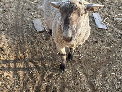 Show quality ram
