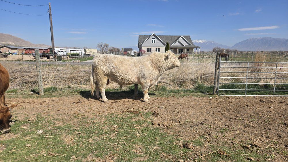 charolais bull