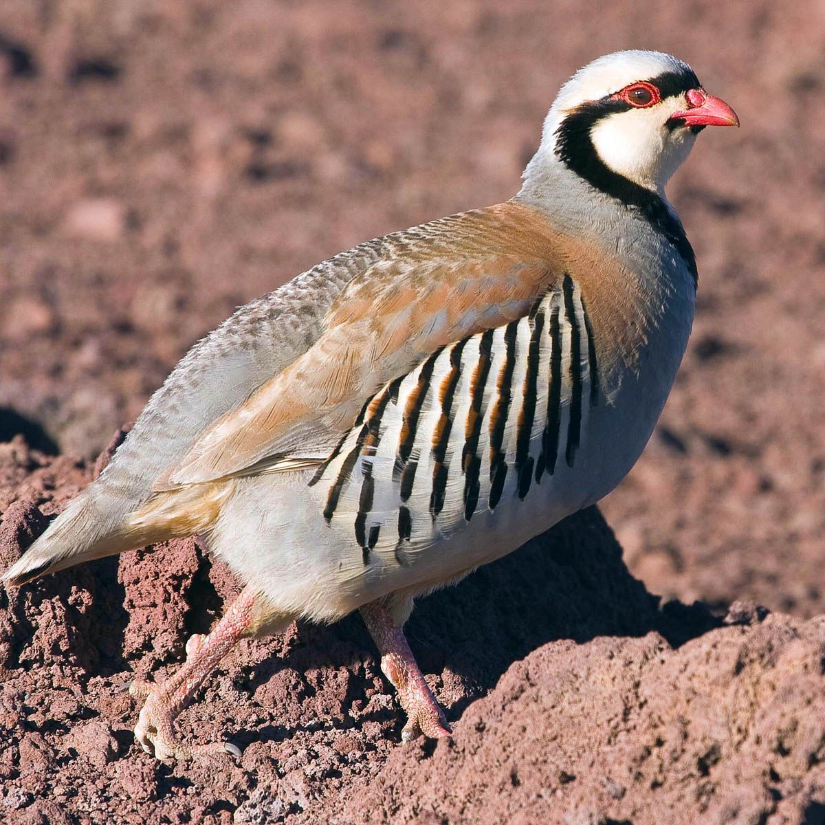 Chukar