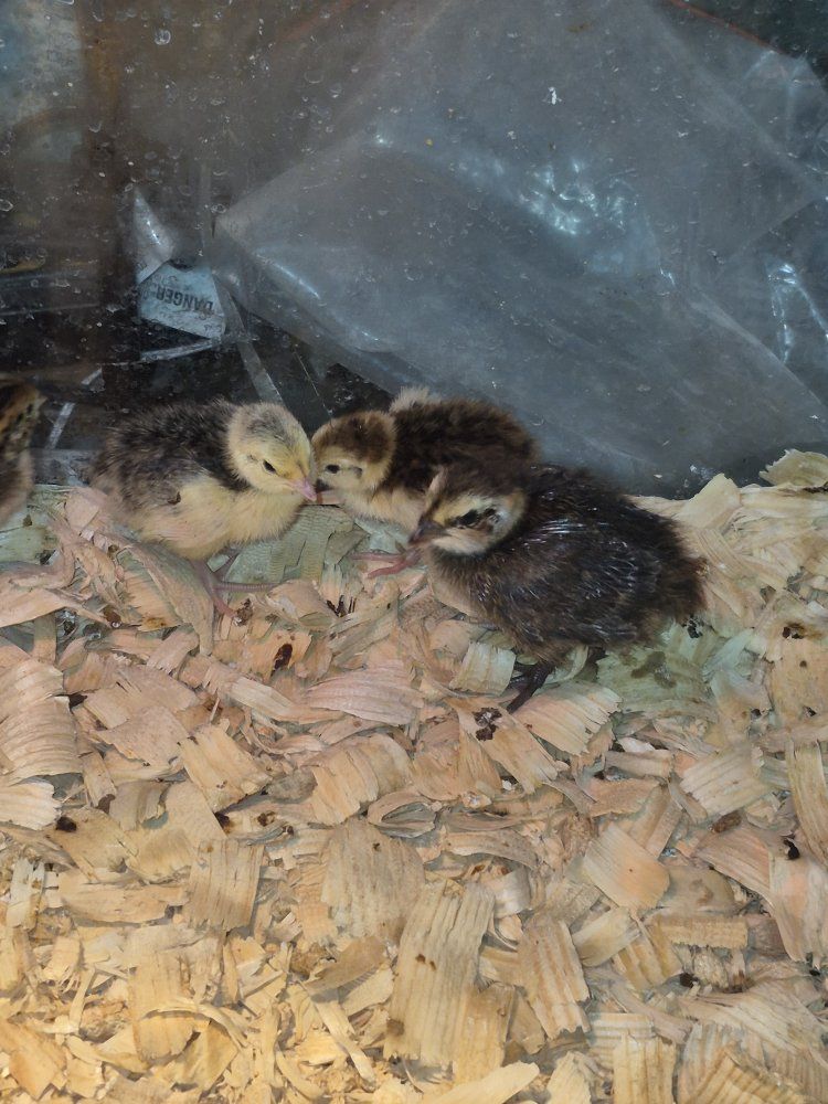 Japanese Quail Chicks - Freshly Hatched Poultry for Sale